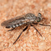 ﻿A review of the assassin-fly genus A ...