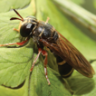 ﻿A revision of the hover fly genus A ...