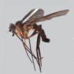 ﻿Afrotropical Atrichops Verrall (Diptera, A ...
