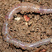 English names of the megadrile earthworms ...