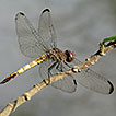 The dragonflies and damselflies (Odonata) ...