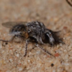 Namib Desert Asiloidea (Diptera) 1. A ...