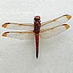 New data on dragonflies (Odonata) of ...