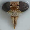 ﻿Tabanidae (Diptera) holotypes in the K ...