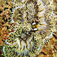 Deep-Sea Anemones (Cnidaria: Anthozoa: Actiniaria) from the South